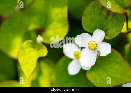 Interessante und grüne Houttuynia Cordata, herzblättrige Houttuynia. Natürliches Nahaufnahme blühendes Pflanzenporträt Stockfoto