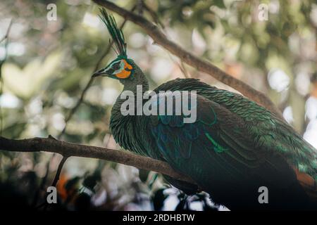 Majestätischer Pfau mit lebendigen Federn in der Tierwelt. Stockfoto