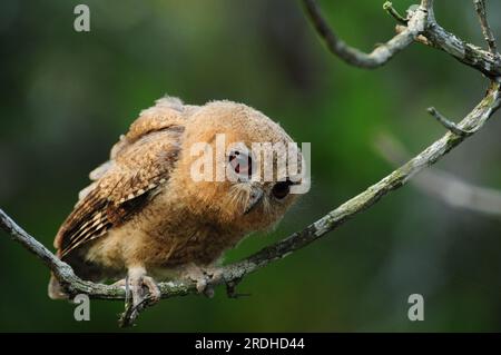 Eule - auf einem Ast eines toten Baumes. Stockfoto