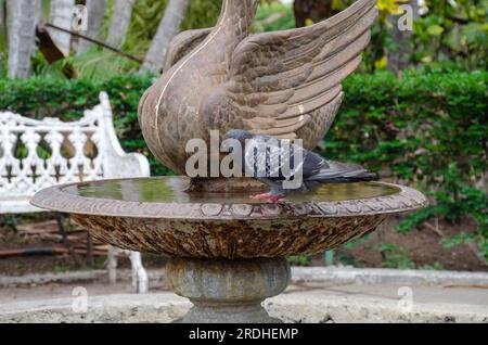 Brieftaube in einem Brunnen. Dunkelblaue Taube hoch oben auf einem Brunnen. Stockfoto