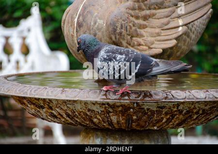 Brieftaube in einem Brunnen. Dunkelblaue Taube hoch oben auf einem Brunnen. Stockfoto