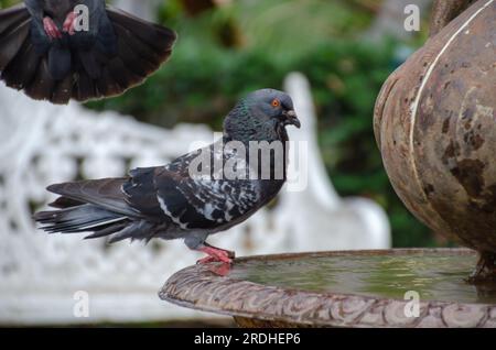 Brieftaube in einem Brunnen. Dunkelblaue Taube hoch oben auf einem Brunnen. Stockfoto