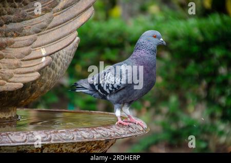 Brieftaube in einem Brunnen. Dunkelblaue Taube hoch oben auf einem Brunnen. Stockfoto