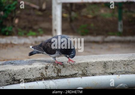 Brieftaube in einem Brunnen. Dunkelblaue Taube hoch oben auf einem Brunnen. Stockfoto