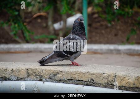 Brieftaube in einem Brunnen. Dunkelblaue Taube hoch oben auf einem Brunnen. Stockfoto