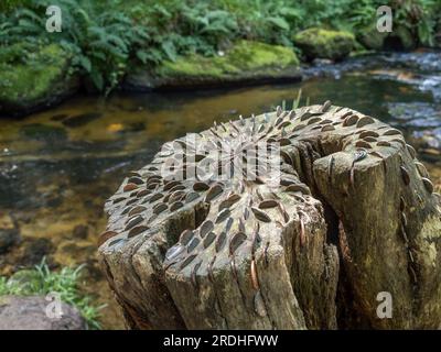 Coin Wishing Tree im Golitha Fall, bei Liskeard, Cornwall, England. Stumpf mit Münzen darin. Stockfoto