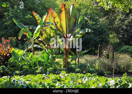 Ensete ventricosum, Enset, äthiopische Banane, abyssinische Banane, Pseudo-Banane und falsche Banane, Blütenpflanze in der Bananenfamilie Musaceae Stockfoto