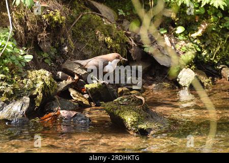 Weißkehlchen-Dipper am Ufer eines Flusses mit einem Schnabel voller Wasserlarven für seine Küken. Bergisches Land, Deutschland. Stockfoto