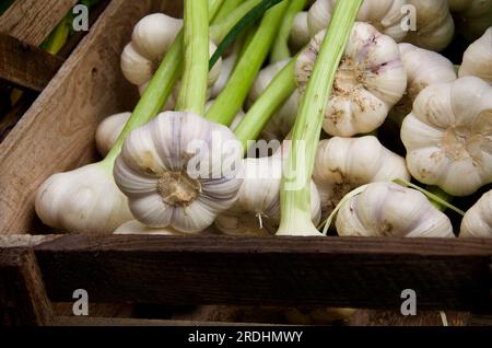 Geernteter frischer Knoblauch in Holzkiste zum Verkauf auf dem Bauernmarkt. Stockfoto