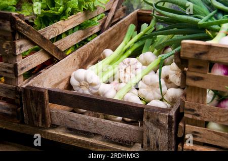 Geernteter frischer Knoblauch in Holzkiste zum Verkauf auf dem Bauernmarkt. Stockfoto