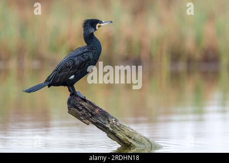 Ein erwachsener großer Kormorant hockte auf einem Baumstamm, der in einem Bereich des Doñana-Nationalparks aus dem Wasser ragte. Phalacrocorax carbo. Stockfoto