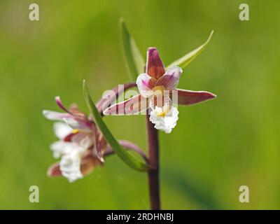 Rosafarbene, weiße, gelblippte Blütenspitzen von Marsh Helleborine (Epipactis palustris), eine kunstvolle Orchidee auf feuchtem Grasland – Cumbria, England, Großbritannien Stockfoto