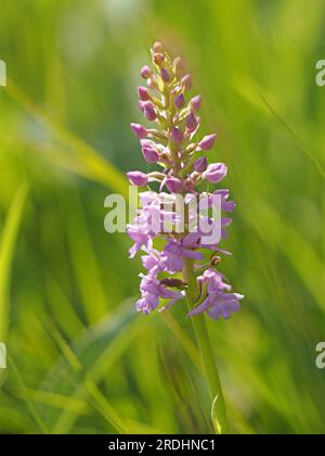 Sonnendurchflutete Kreide duftende Orchidee (Gymnadenia conopsea) Cumbria, England, Vereinigtes Königreich Stockfoto