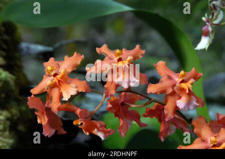 Im National Tropical Botanical Garden auf der Big Island von Hawaii blühen wunderschöne aprikosenfarbene Orchideen. Stockfoto