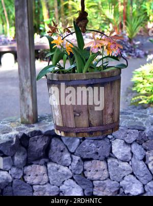 Im National Tropical Botanical Garden auf Big Island in Hawaii befindet sich ein Holzeimer in einem Wunschbrunnen. Verschiedene Orchideensorten Stockfoto