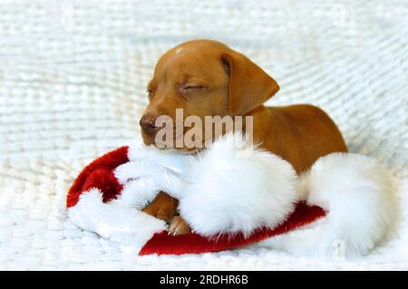 Der kleine Golden Retriever Hündchen liegt auf seinem Weihnachtsmann-Hut. Seine Augen sind geschlossen und er fürchtet, dass er zu schlecht für den Weihnachtsmann war, um ihn so zu besuchen Stockfoto