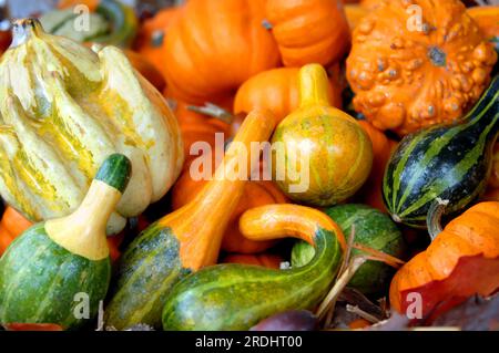 Ernten Sie frische Herbstobst und -Gemüse in Grün, Gelb und Orange, dekorieren Sie den Herbsttisch. Stockfoto