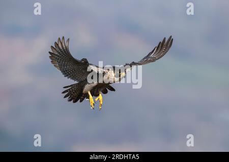 Nahaufnahme eines Peregrine Falcon im Flug mit ausgestreckten Flügeln und Krallen. Falco peregrinus. Stockfoto