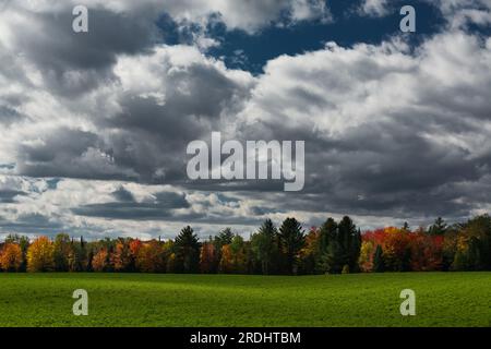Grünflächen und Herbstwälder in der Nähe von Kalkaska, Michigan, USA. Stockfoto