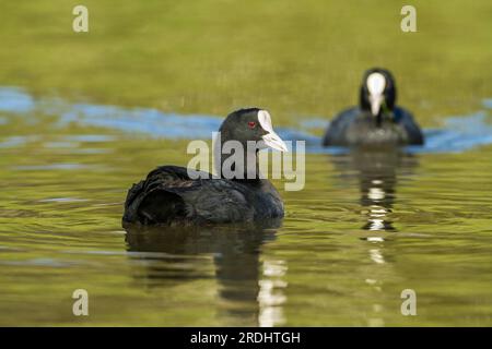 Ein Exemplar einer eurasischen Muschi in Nahaufnahme auf dem Wasser einer Lagune, während ein anderer sich ihr nähert. Fulica atra. Stockfoto