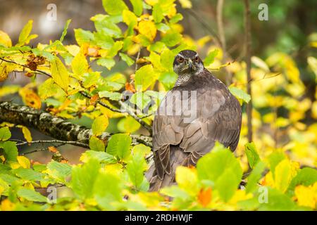 Nahaufnahme eines nördlichen Goshawk, der im Herbst zwischen den Zweigen eines Buchenbaums thront. Accipiter gentilis. Stockfoto