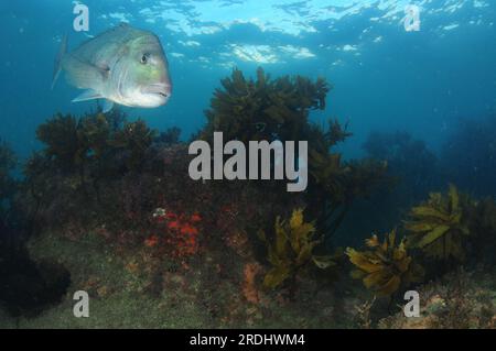 Großer australasischer Schnapper Pagrus auratus auf flachem Felsenriff mit Seetang bedeckt. Aufenthaltsort: Leigh Neuseeland Stockfoto