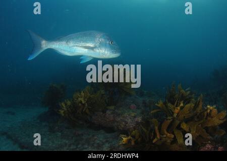 Großer australasischer Schnapper Pagrus auratus über flachem Felsenriff mit Seetang. Aufenthaltsort: Leigh Neuseeland Stockfoto