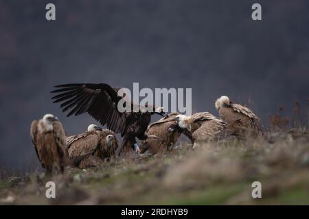 Der Geier kämpft in den Rhodope Mountains mit den Greifgeiern. Seltener Schwarzgeier mit europäischem Greifgeier in den Bergen. Schwarz und Stockfoto