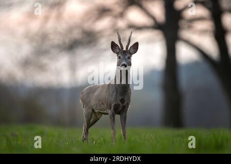 Rotwild während der Wollzeit. Männliches Reh bleibt auf der Wiese. Europäischer Charakter. Stockfoto