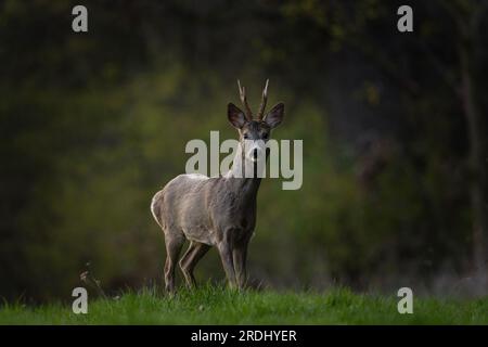 Rotwild während der Wollzeit. Männliches Reh bleibt auf der Wiese. Europäischer Charakter. Stockfoto