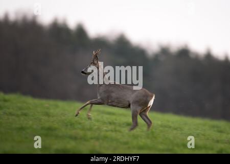 Rotwild während der Wollzeit. Männliches Reh bleibt auf der Wiese. Europäischer Charakter. Stockfoto