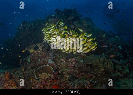 Lutjanus rufolineatus auf dem Meeresboden von Raja Ampat. Goldener Schnapper während des Tauchgangs in Indonesien. Schwarm gelber Fische am Boden. Stockfoto