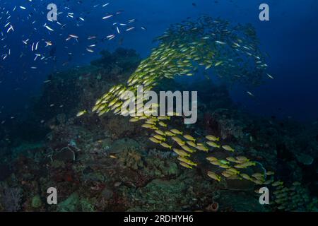 Lutjanus rufolineatus auf dem Meeresboden von Raja Ampat. Goldener Schnapper während des Tauchgangs in Indonesien. Schwarm gelber Fische am Boden. Stockfoto