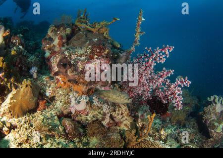 Epinephelus ongus in der Nähe des Meeresbodens in Raja Ampat. Specklefin beim Tauchgang in Indonesien. Grouper versteckt sich unter den Korallen. Stockfoto