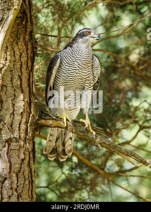 Nahaufnahme eines weiblichen Goshawk aus dem Norden, direkt auf dem Zweig einer Kiefer. Accipiter gentilis. Stockfoto