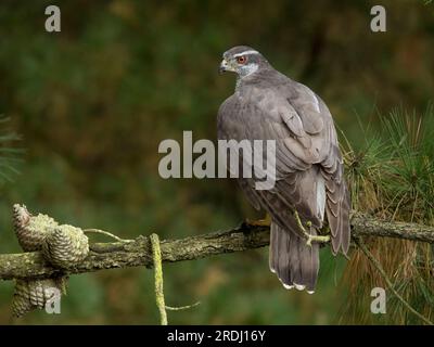 Nahaufnahme eines weiblichen Goshawk aus dem Norden, hoch oben auf dem Zweig einer Kiefer. Accipiter gentilis. Stockfoto