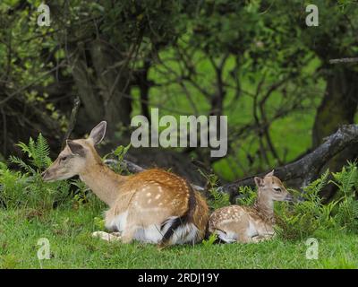 Nahaufnahme eines Weibchens mit einem brachliegenden Reh und ihrem Kalb, das sich unter einigen Bäumen ruht und ruminiert. Dama-Damm. Stockfoto