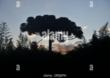 Typischer Baum aus Südbrasilien. Es wächst an hohen und kalten Orten auf dem Land. Stockfoto