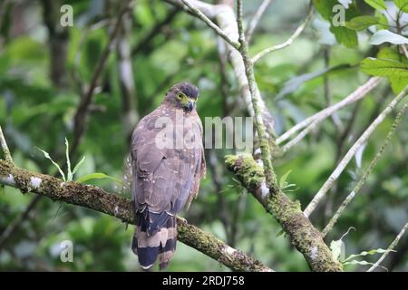 Der philippinische Schlangenadler (Spilornis Holospilus) ist ein Adler, der auf den großen Inseln der Philippinen zu finden ist Stockfoto