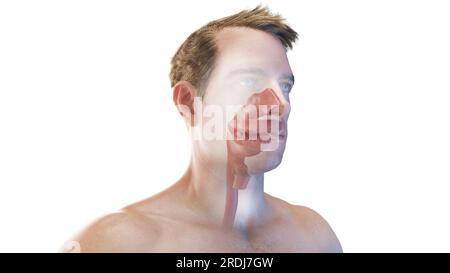 Mund- und Nasenhöhlen, Illustration Stockfoto
