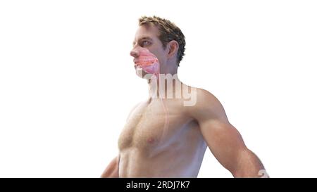 Mund- und Nasenhöhlen eines Mannes, Illustration Stockfoto