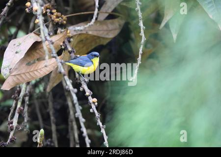 Der Orangenbäuche (Dicaeum trigonostigma) ist eine Vogelart der Familie Dicaeidae. Dieses Foto wurde auf Luzon Island, Philippinen, aufgenommen Stockfoto