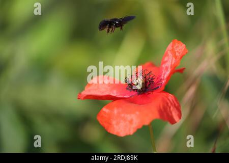 Beeindruckende schwarze Zimmermannsbiene auf einer Mohnblume Stockfoto