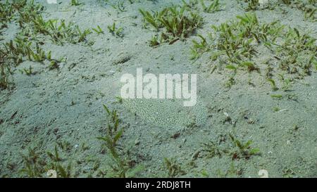 Plattfische sind bedeckt mit Sand auf sandigem Boden an hellen sonnigen Tagen in der Sonne. Nahaufnahme von Leopardenflunder (Bothus pantherinus) oder Pantherflunder Stockfoto