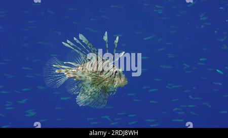 Gemeiner Löwenfisch oder Roter Löwenfisch (Pterois volitans) schwimmt im blauen tiefen Wasser und jagt auf Hardyhead Silverside Fischen (Atherinomorus forskalii), Rot Stockfoto