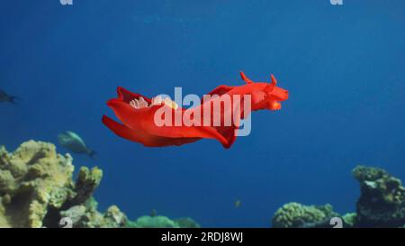 Die hellrote Sea Slug schwimmt tagsüber im blauen Meer in den Sonnenstrahlen. Spanischer Tänzer (Hexabranchus sanguineus) Nudibranch schwimmt bei Sonnenaufgang über dem Korallenriff Stockfoto