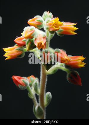 Echeveria setosa Stockfoto