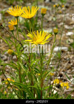 Ochsenauge, Gänseblümchen (Buphthalmum salicifolium) Stockfoto