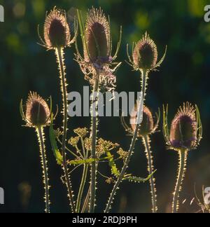 Wildes Teesel (Dipsacus fullonum) im Hintergrund, wilder Kardonen Stockfoto