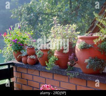 Topfpflanzen, Kräutergarten auf dem Balkon, Stubenschlange Stockfoto